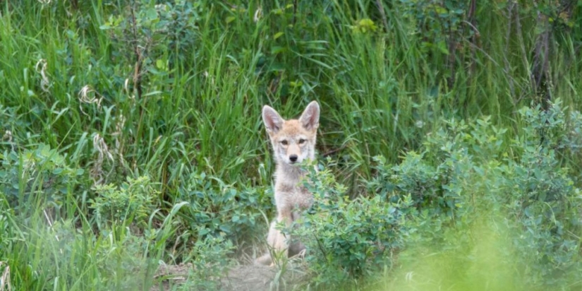 There are already more than a million of them: people have created a new predator that is taking over the northeast of the USA