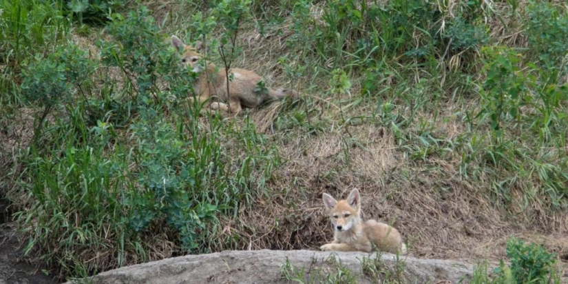 There are already more than a million of them: people have created a new predator that is taking over the northeast of the USA
