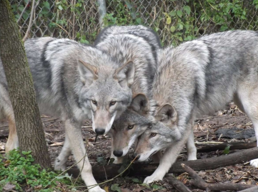 There are already more than a million of them: people have created a new predator that is taking over the northeast of the USA