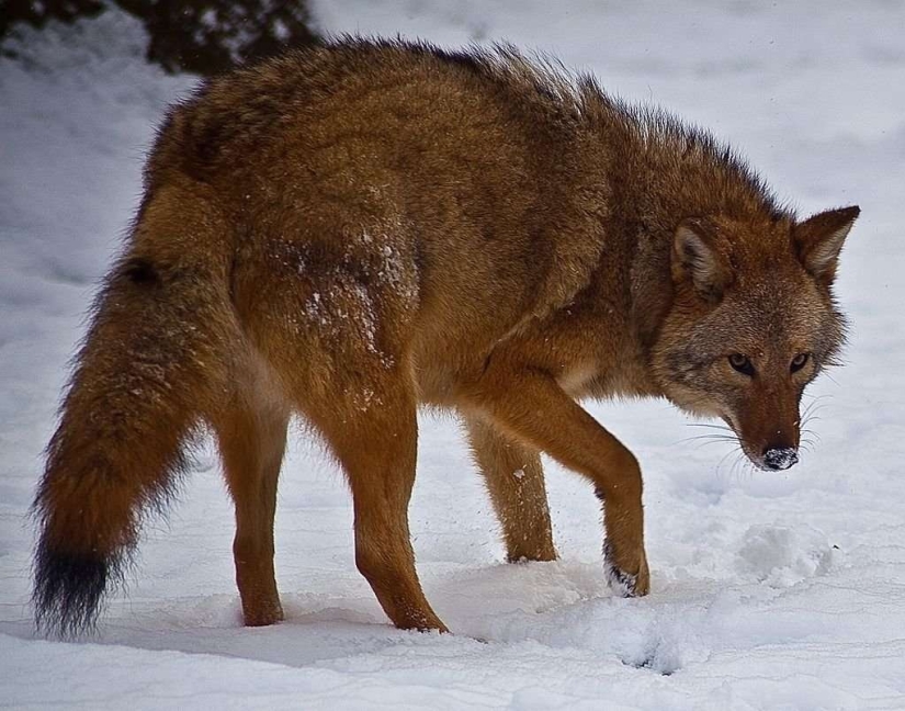 There are already more than a million of them: people have created a new predator that is taking over the northeast of the USA