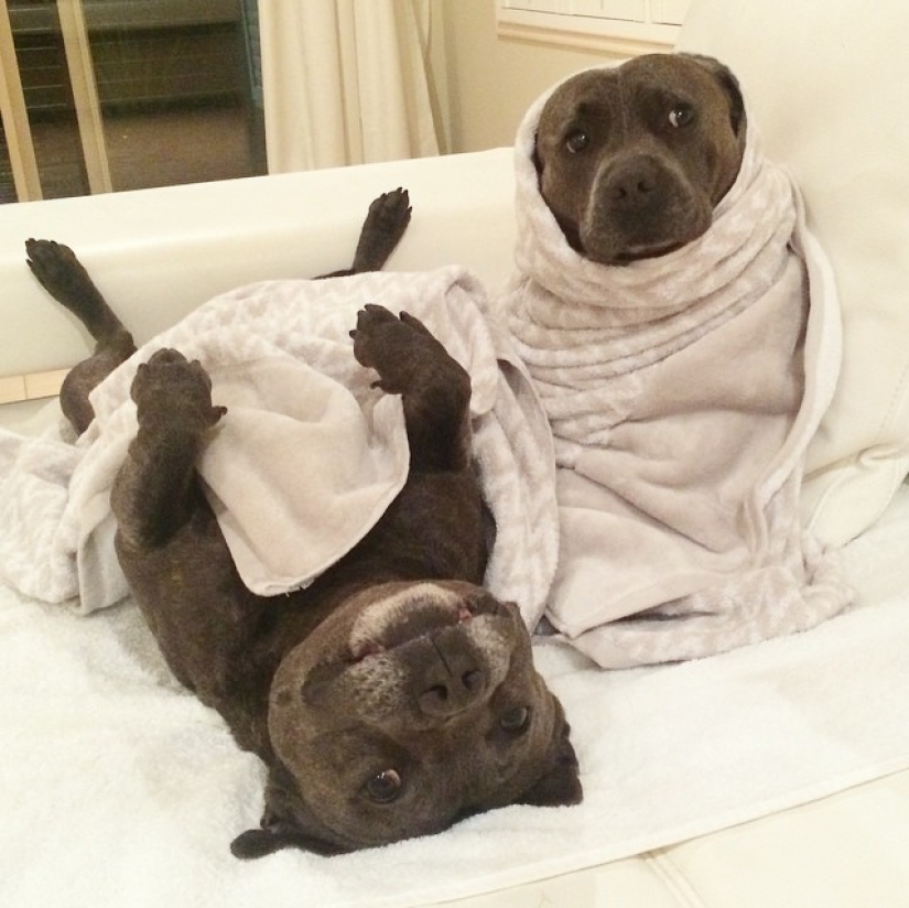 These adorable bull terrier brothers will make your day so much better!