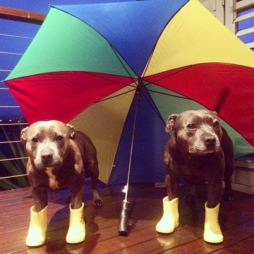 These adorable bull terrier brothers will make your day so much better!
