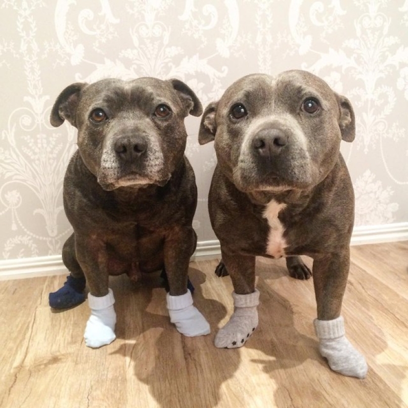 These adorable bull terrier brothers will make your day so much better!
