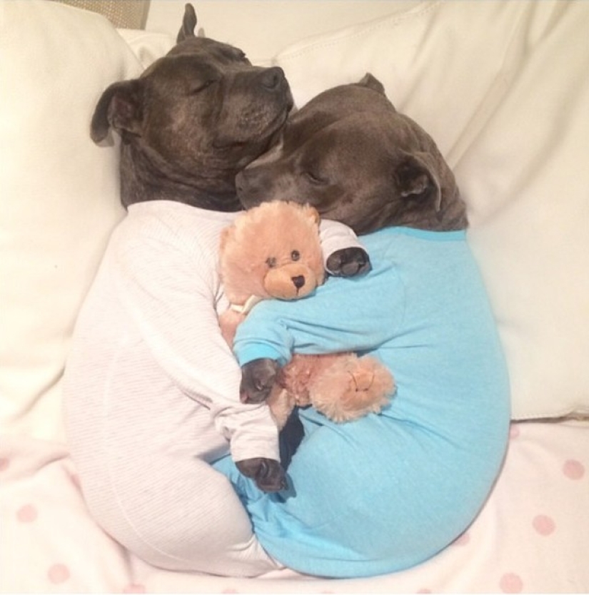 These adorable bull terrier brothers will make your day so much better!