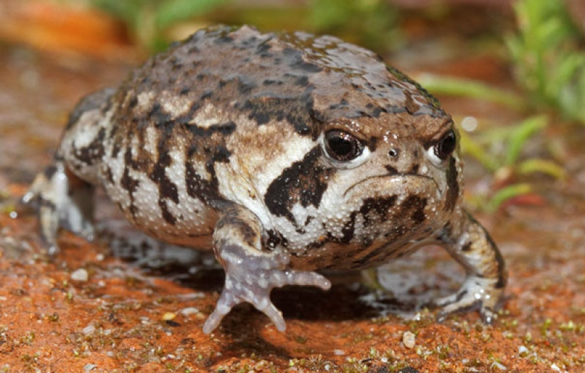 These animals will never become the stars of Animal Planet