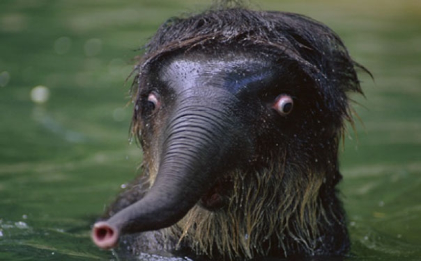 These animals will never become the stars of Animal Planet