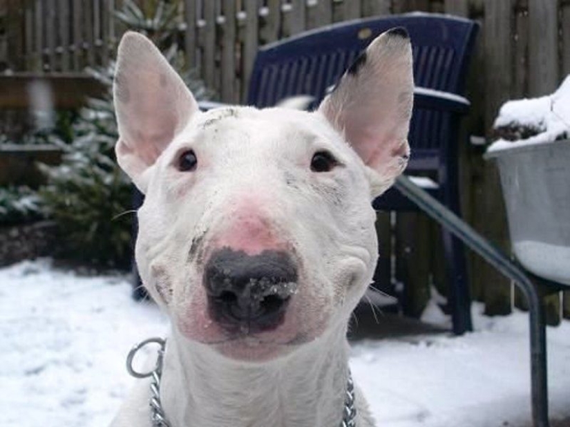 They ate resin and fried mice: a pensioner with his dog wandered through the taiga for three weeks