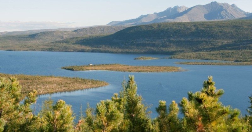 They ate resin and fried mice: a pensioner with his dog wandered through the taiga for three weeks