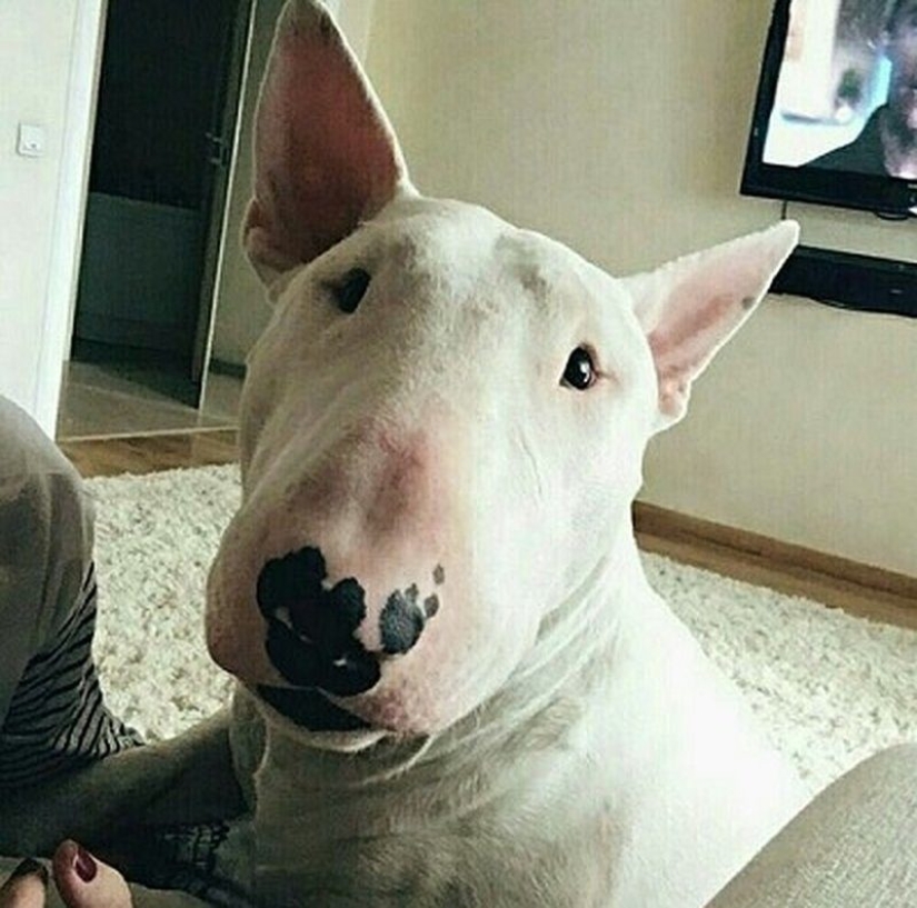 They ate resin and fried mice: a pensioner with his dog wandered through the taiga for three weeks They ate resin and fried mice: a pensioner with his dog wandered through the taiga for three weeks