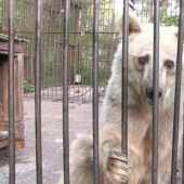 This bear has been waiting for rescue for 30 years