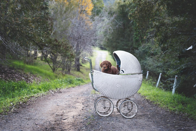 This couple got tired of being asked about children, and arranged a "newborn photo shoot" for their dog