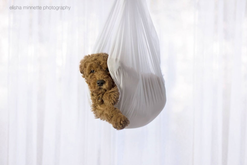 This couple got tired of being asked about children, and arranged a "newborn photo shoot" for their dog