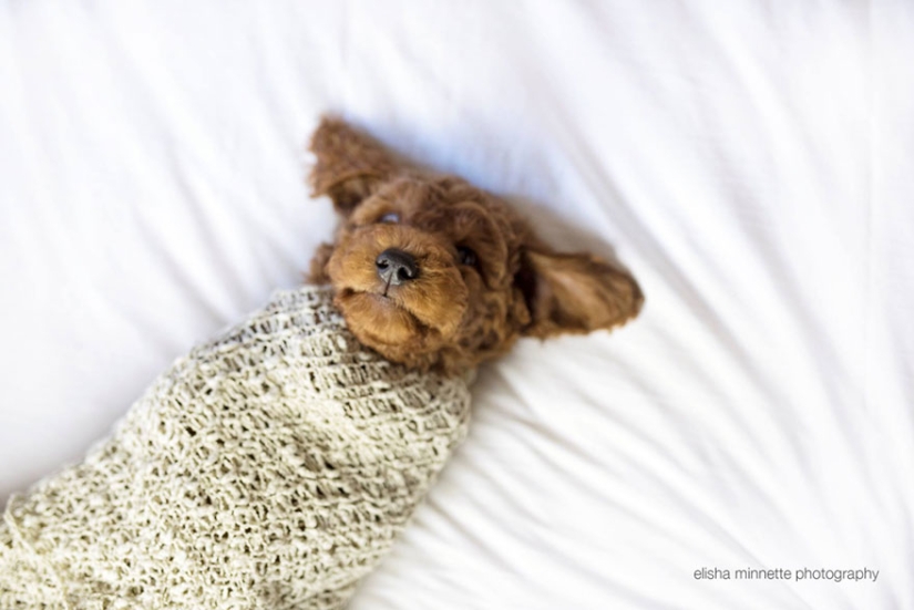 This couple got tired of being asked about children, and arranged a "newborn photo shoot" for their dog