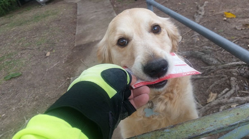 This dog got upset not receiving mail, and the postman started writing letters to her
