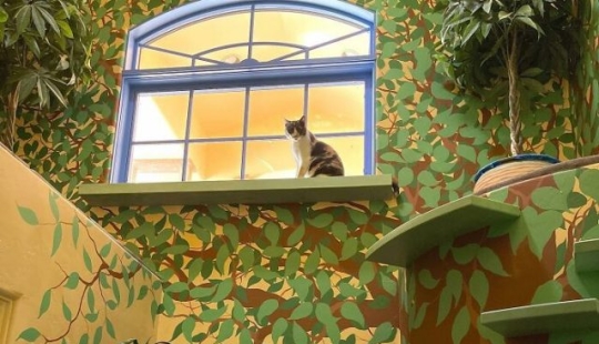This man designed the perfect home for his cats