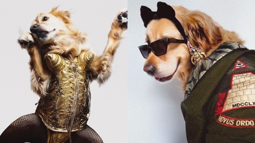 This retriever has earned an Oscar: a pet that exactly repeats the stage images of Madonna