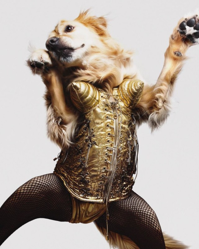 This retriever has earned an Oscar: a pet that exactly repeats the stage images of Madonna This retriever has earned an Oscar: a pet that exactly repeats the stage images of Madonna