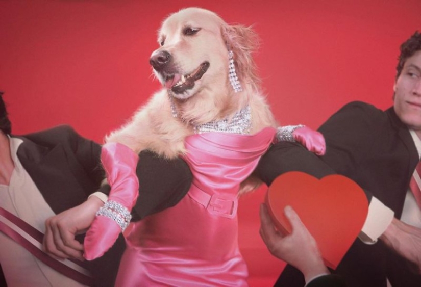 This retriever has earned an Oscar: a pet that exactly repeats the stage images of Madonna This retriever has earned an Oscar: a pet that exactly repeats the stage images of Madonna
