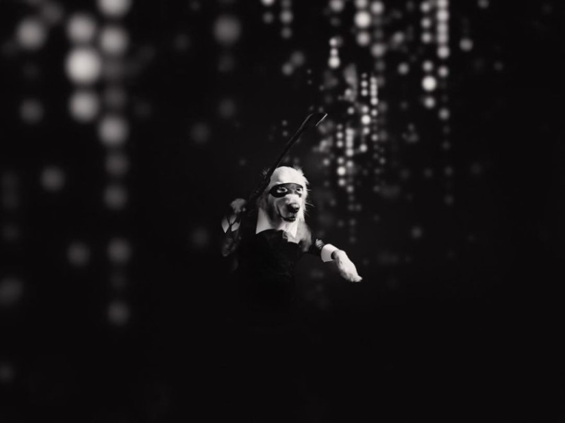 This retriever has earned an Oscar: a pet that exactly repeats the stage images of Madonna This retriever has earned an Oscar: a pet that exactly repeats the stage images of Madonna