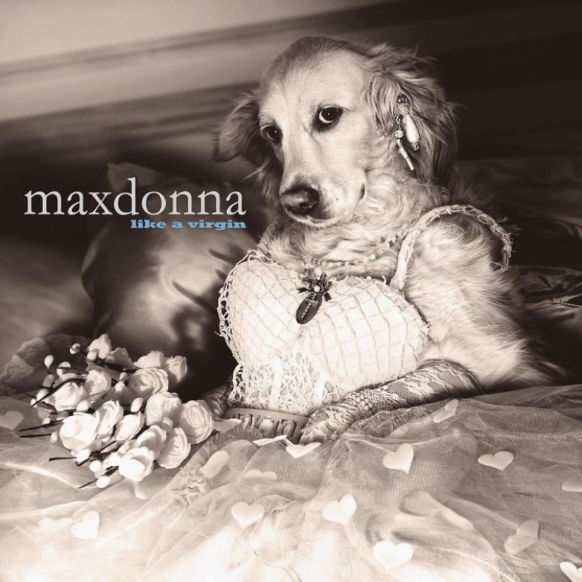 This retriever has earned an Oscar: a pet that exactly repeats the stage images of Madonna This retriever has earned an Oscar: a pet that exactly repeats the stage images of Madonna