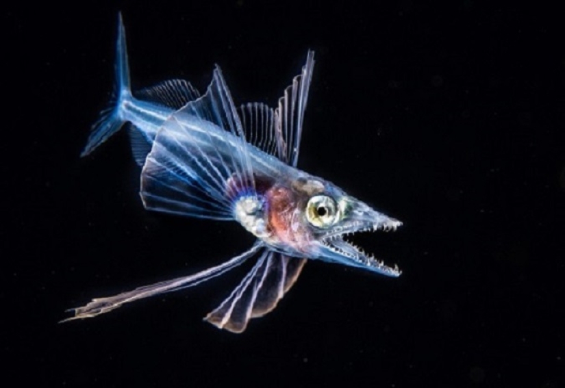This wonderful underwater world: the best pictures from the Ocean Art Underwater photography contest 2019