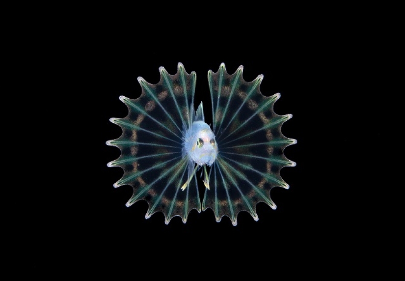 This wonderful underwater world: the best pictures from the Ocean Art Underwater photography contest 2019