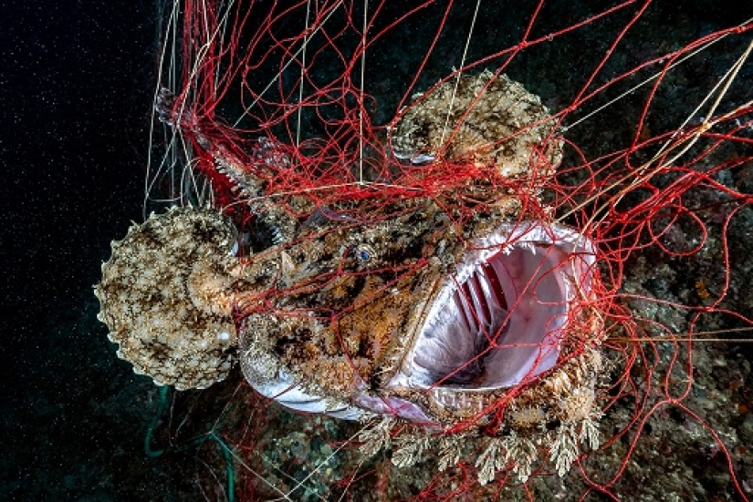 This wonderful underwater world: the best pictures from the Ocean Art Underwater photography contest 2019