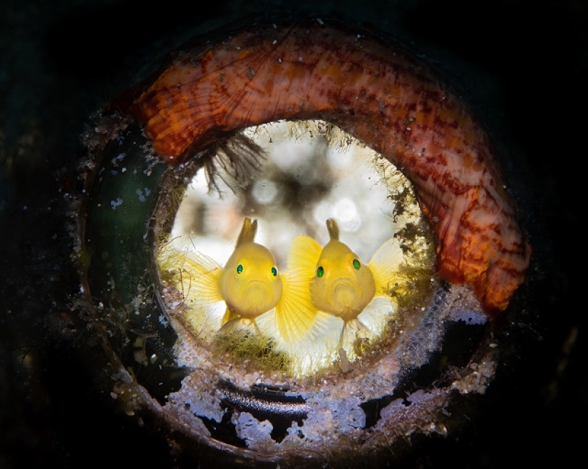 This wonderful underwater world: the best pictures from the Ocean Art Underwater photography contest 2019