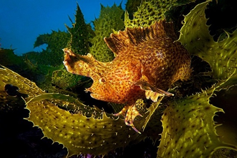 This wonderful underwater world: the best pictures from the Ocean Art Underwater photography contest 2019