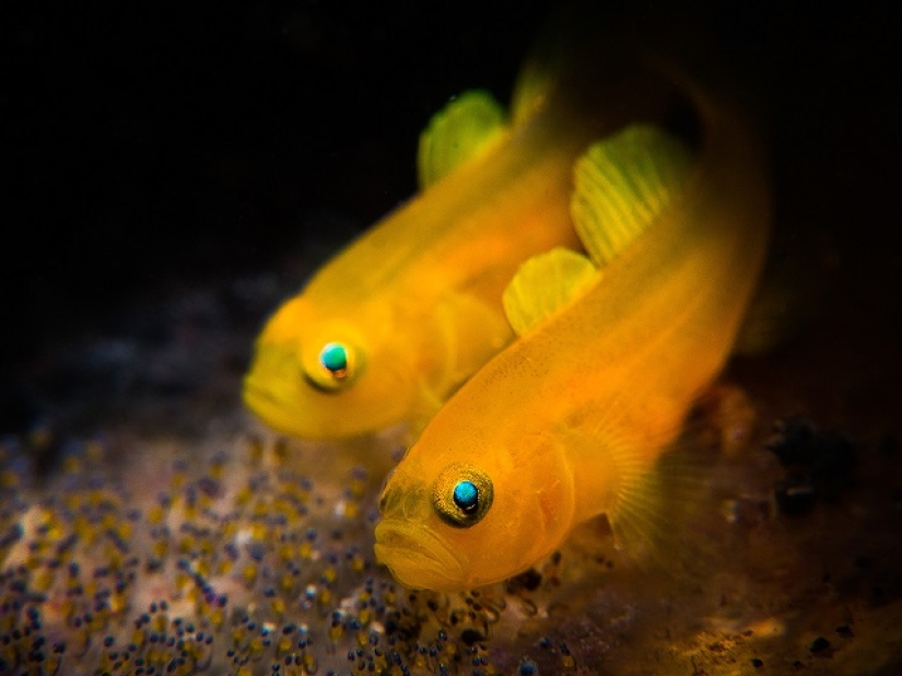 This wonderful underwater world: the best pictures from the Ocean Art Underwater photography contest 2019
