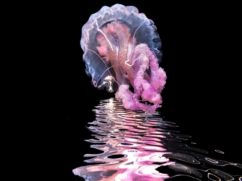 This wonderful underwater world: the best pictures from the Ocean Art Underwater photography contest 2019