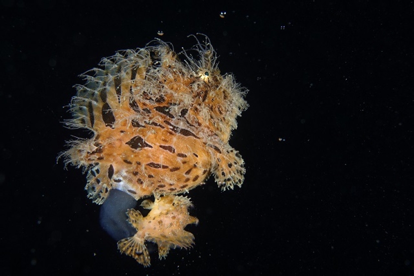 This wonderful underwater world: the best pictures from the Ocean Art Underwater photography contest 2019