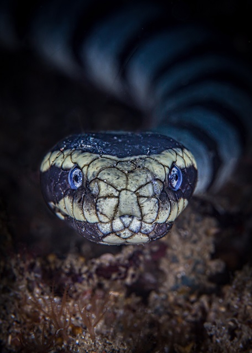 This wonderful underwater world: the best pictures from the Ocean Art Underwater photography contest 2019