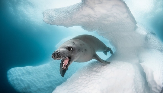 This wonderful underwater world: the best pictures from the Ocean Art Underwater photography contest 2019 This wonderful underwater world: the best pictures from the Ocean Art Underwater photography contest 2019