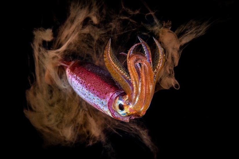 This wonderful underwater world: the best pictures from the Ocean Art Underwater photography contest 2019