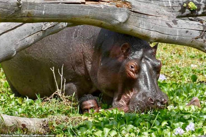 Thriller in African: a deadly fight with a hungry hippopotamus