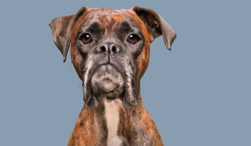 Todas las emociones en el hocico: un proyecto sobre perros, el único