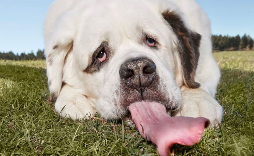"Todas las golosinas son mías": el perro con la lengua más larga del mundo