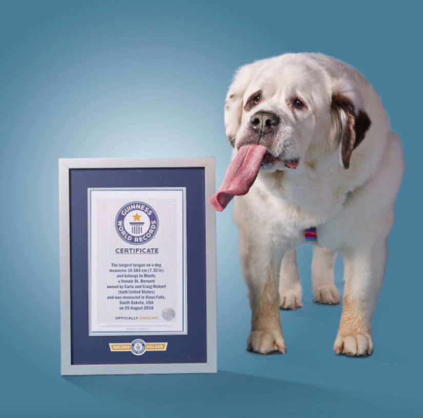 "Todas las golosinas son mías": el perro con la lengua más larga del mundo