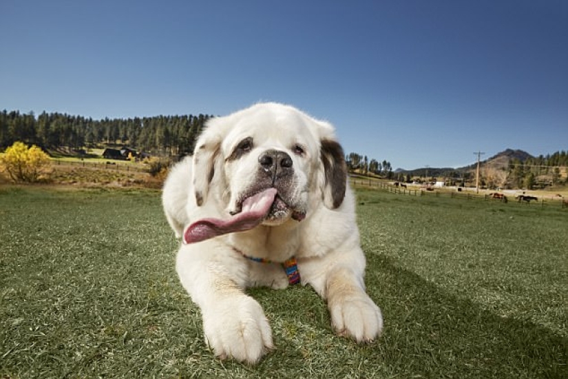 "Todas las golosinas son mías": el perro con la lengua más larga del mundo