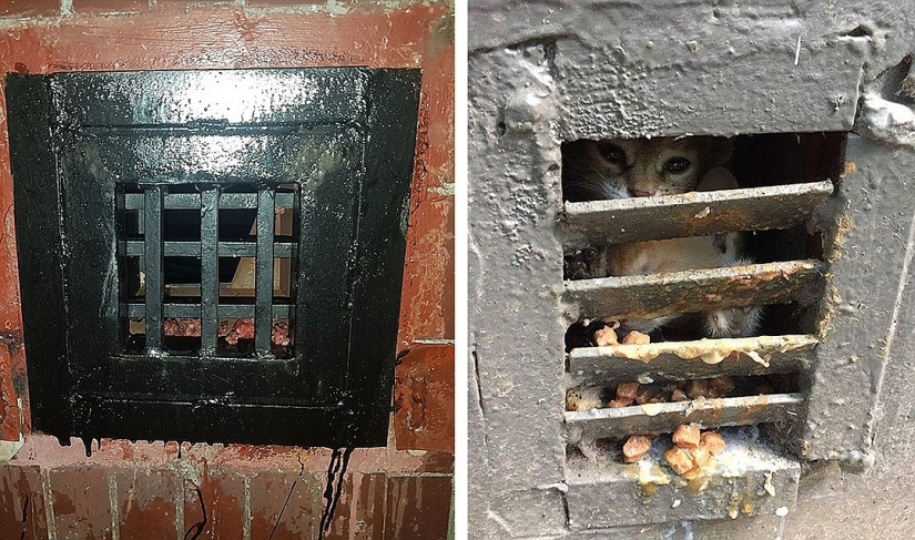 Todo para gatos: El Ministerio de Construcción de la Federación de Rusia prohibió tapiar sótanos Todo para gatos: El Ministerio de Construcción de la Federación de Rusia prohibió tapiar sótanos