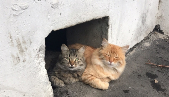 Todo para gatos: El Ministerio de Construcción de la Federación de Rusia prohibió tapiar sótanos