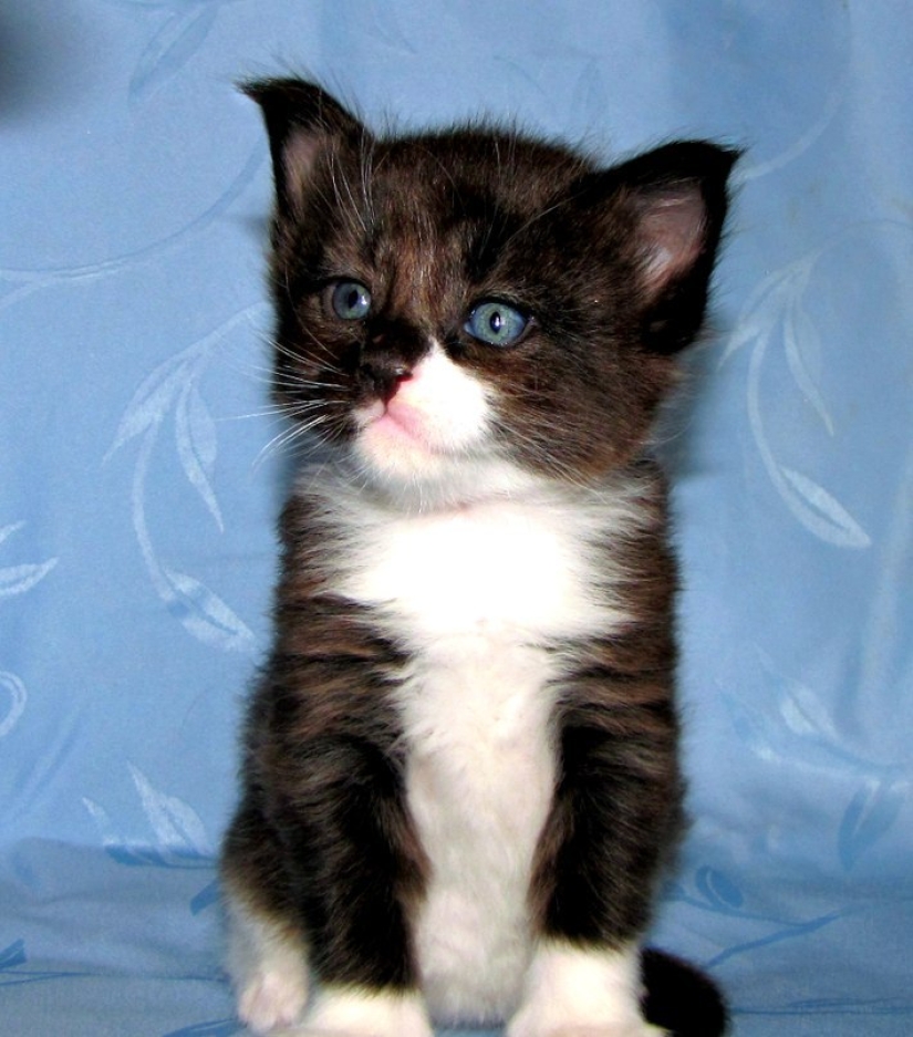 Tomaron un pequeño gatito Maine Coon, ¡mira en qué se convirtió en un año! Tomaron un pequeño gatito Maine Coon, ¡mira en qué se convirtió en un año!