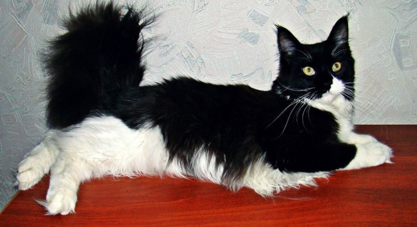 Tomaron un pequeño gatito Maine Coon, ¡mira en qué se convirtió en un año! Tomaron un pequeño gatito Maine Coon, ¡mira en qué se convirtió en un año!