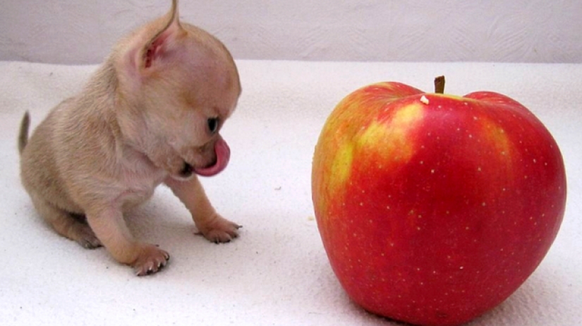 ¿Toody es el perro más pequeño del mundo?