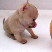 ¿Toody es el perro más pequeño del mundo?