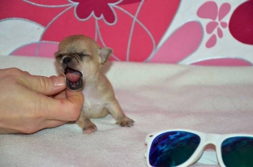¿Toody es el perro más pequeño del mundo?