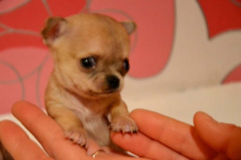 ¿Toody es el perro más pequeño del mundo?