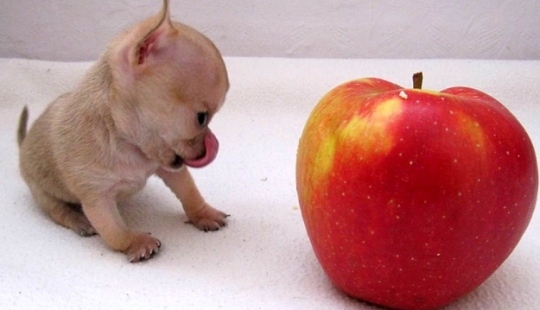 ¿Toody es el perro más pequeño del mundo?