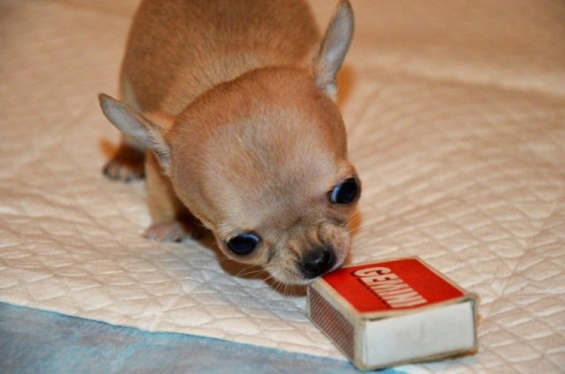 ¿Toody es el perro más pequeño del mundo?